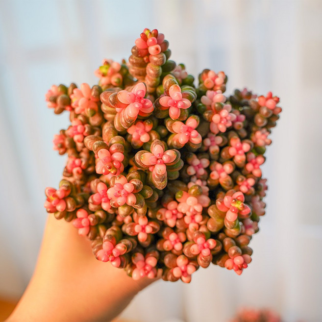 갑조네 레드베리 핑크베리 다육이 레드배리 다육식물, 1개, 단일