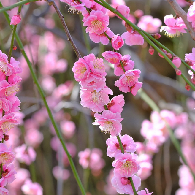 [충북농원] 홍도화 꽃복숭아나무 홍도화나무 묘목 - 접목묘, 접목/1년생/상묘, 1개