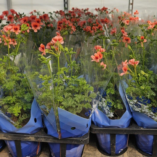 엔젤아이스 랜디 제라늄 소품 건돌이, 4개, 기본