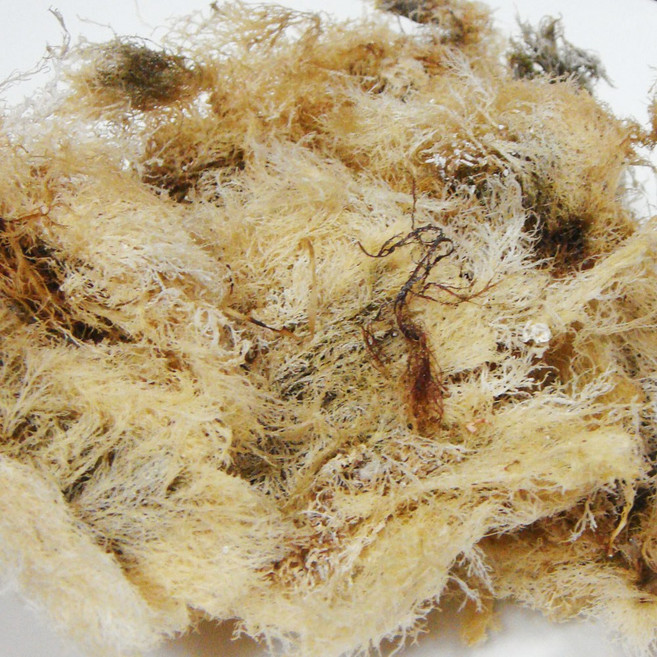 우뭇가사리 150g 한천원료 묵 우무 식이섬유소가 풍부해요 쪽빛누리, 1개