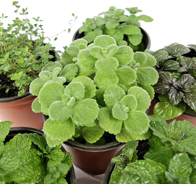 아비가든 허브 민트 6종, 2개, 5.장미허브 1+1 - 쿠팡