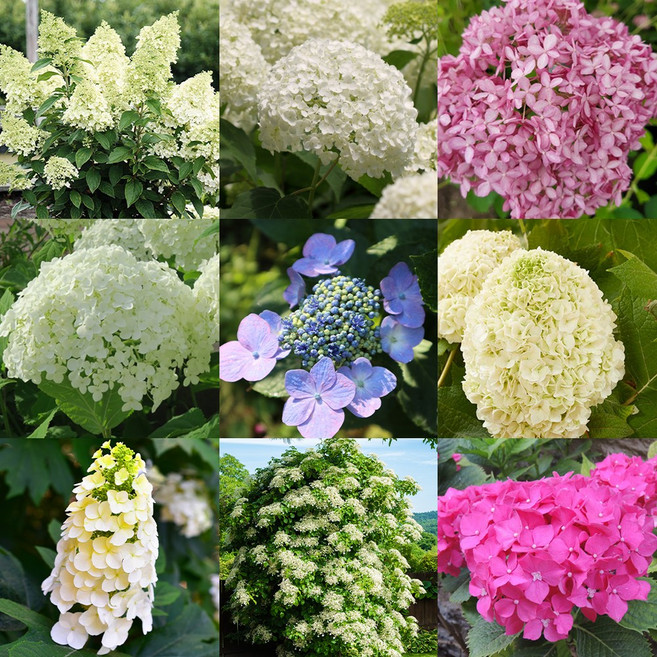 [충북농원] 목수국&산수국&떡갈잎수국&등수국수국나무 - 포트묘, 1개, 03목수국/핑크아나벨