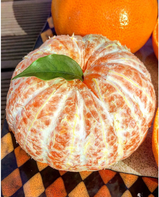 [제주 농가직송] 황금빛 천혜향, 1박스, 중대과 10kg