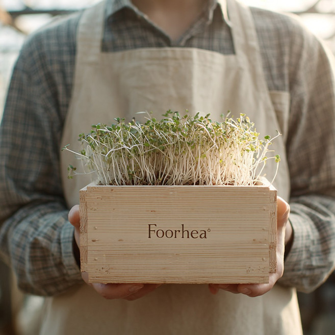 국내산 무농약 베이비채소 청경채 한박스1kg 당일수확 샐러드야채 새싹채소, 베이비 청경채 1박스 1klg