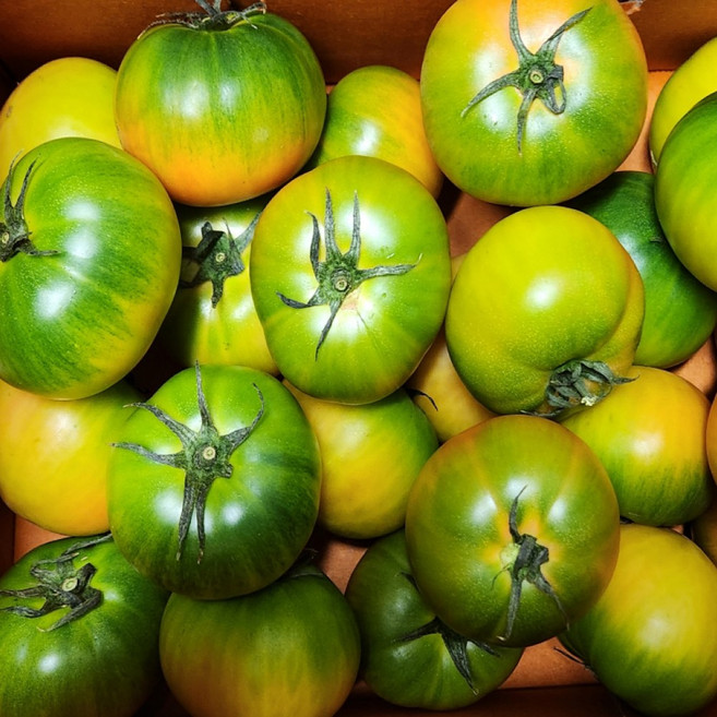 [1등농장] 산지직송 특품 대저 토마토, 1박스, 2.5kg (대과 L)