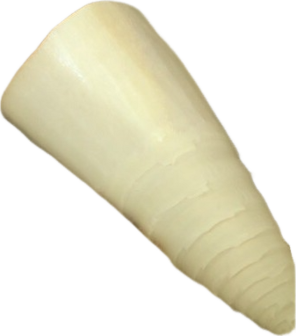 桶筍 麻竹筍, 300g, 1個