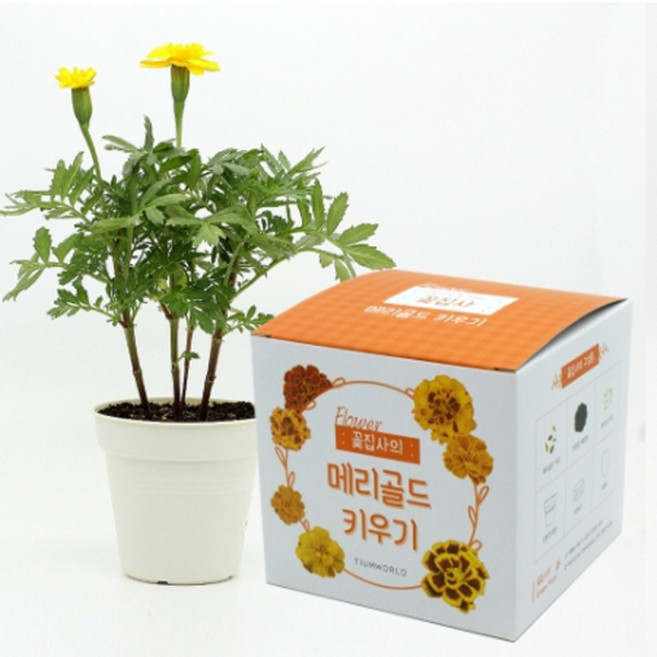 슬로시 메리골드 꽃 씨앗 식목일 식물 키우기 꽃집사 화분 재배세트, 1개