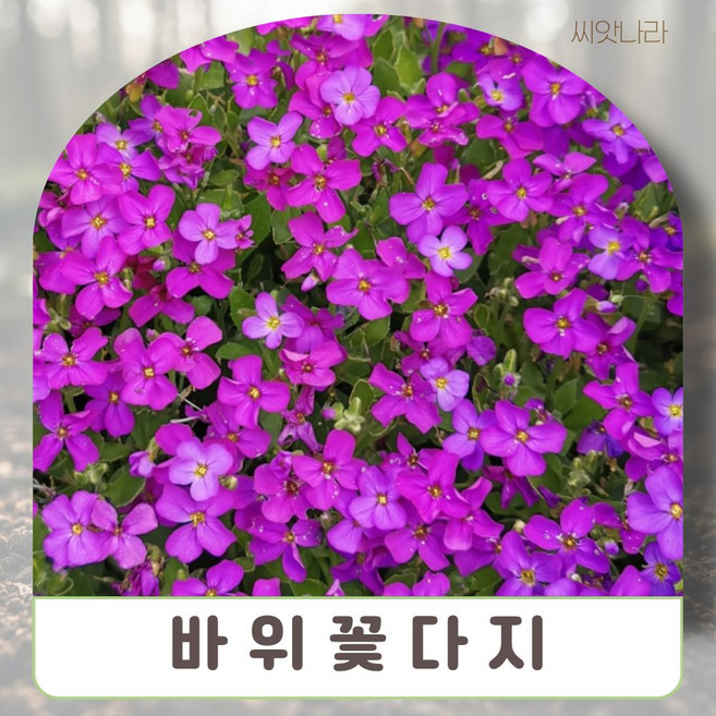 포복성 바위꽃다지 헨더슨 10립 씨앗 야생화 희귀 꽃씨 나라 pur+75567Rn