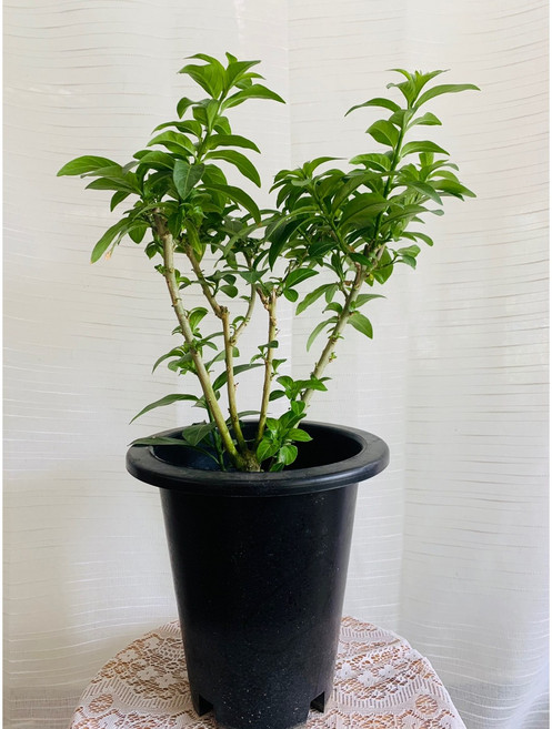 아레향 야레향 아래향 대품 35~60cm 149, 1개