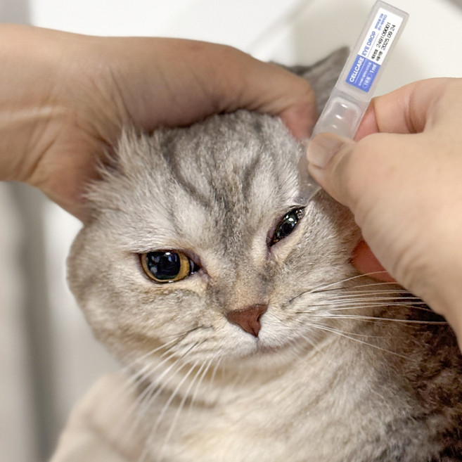 국내최초 고양이 전용 일회용 인공눈물 눈곱 이물질 제거 안구보습, 30개, 1ml