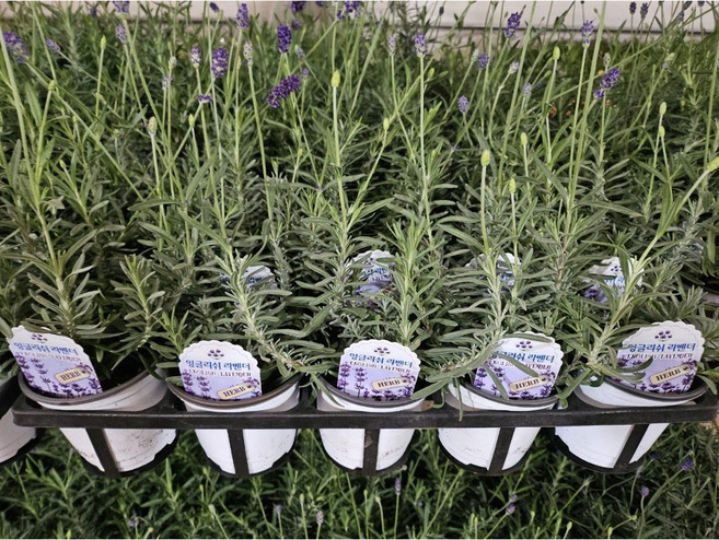 잉글리쉬 라벤더 노지월동 허브 라벤다 건돌이, 4개, 기본