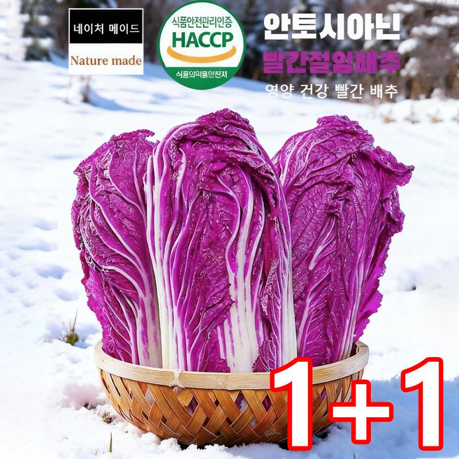 1+1 영양 건강 빨간 배추씨 보라색 배추!, 500립, 2세트