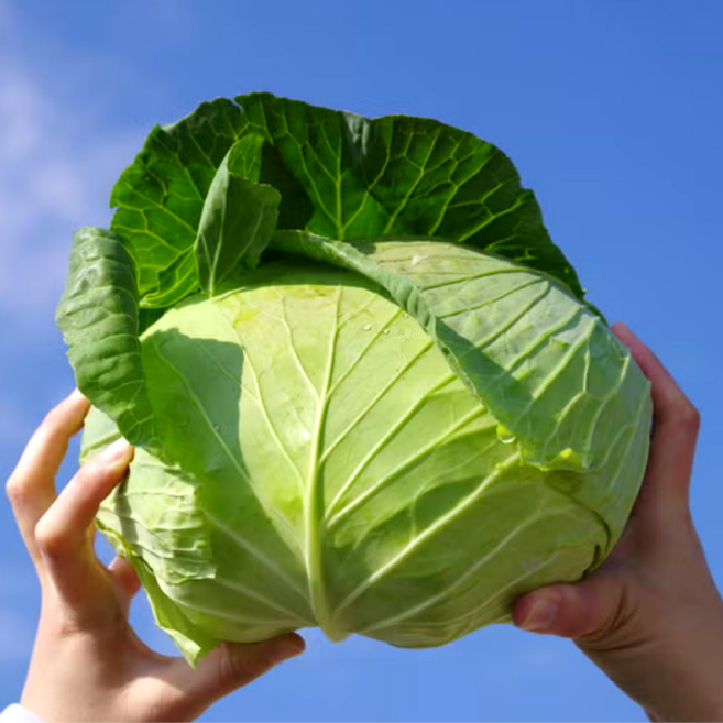 [전국특가] 아삭사각 국내산 양배추 무안 해남 산지직송, 1박스, 3kg