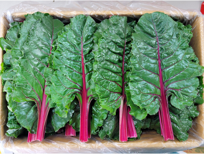 싱싱한 적근대 2kg (1.8~2kg) 박스, 1.8~2kg, 1개