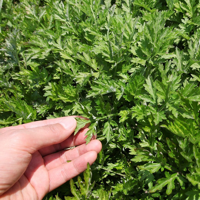 물맑은 양평에서 자란 쑥 생쑥, 4kg, 1개