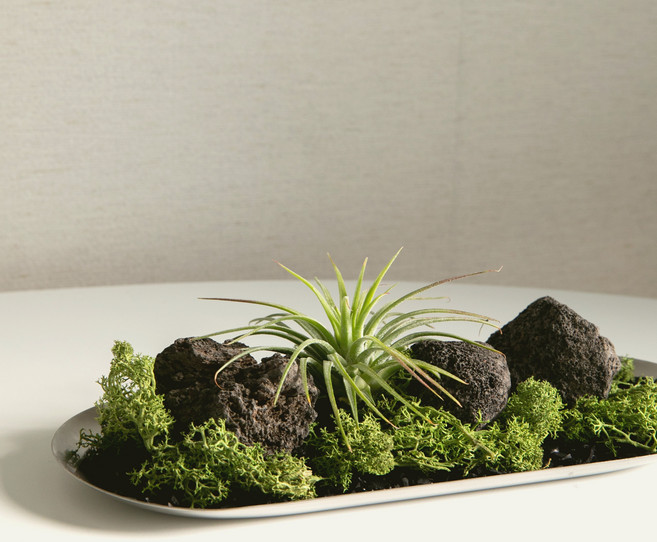 텟츠 모스트레이 공기정화 식물 인테리어 오브제 와이드(21cm), 1개