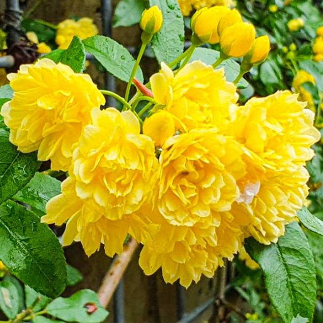 목향장미 묘목 노랑 정원수 덩굴장미 찔레장미 15cm, 1개