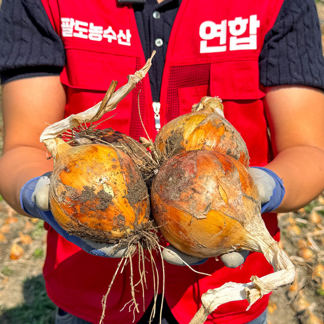 무안햇양파 국내산 황토양파 산지직송 특품 신선채소, 1박스, 양파 5kg (대)
