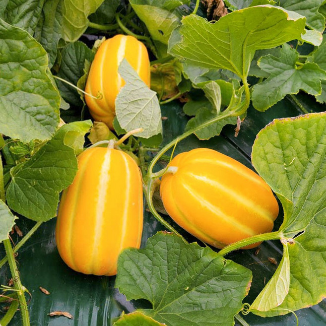 산지직송 제철 고당도 꿀 성주 참외, 1박스, 가정용랜덤과 2kg