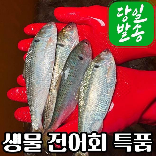 [특품선별] 전어회 필렛 세꼬시 당일바리, 1개, 순살 500g