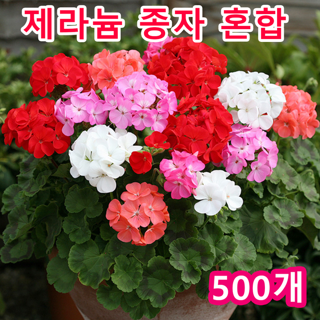 예쁜 제라늄 종자 사계절 피는 혼합 [95%발아], 500개