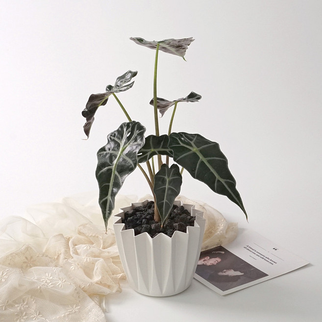 스텔라팟 실내공기정화 키우기쉬운 분갈이 감성 식물 식재 화분, 1.거북알로카시아