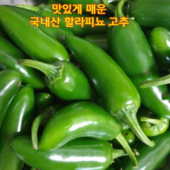십이계절 생 할라피뇨 고추 국내산 멕시코고추 피클 장아찌용 산지직송, 1개, 500g