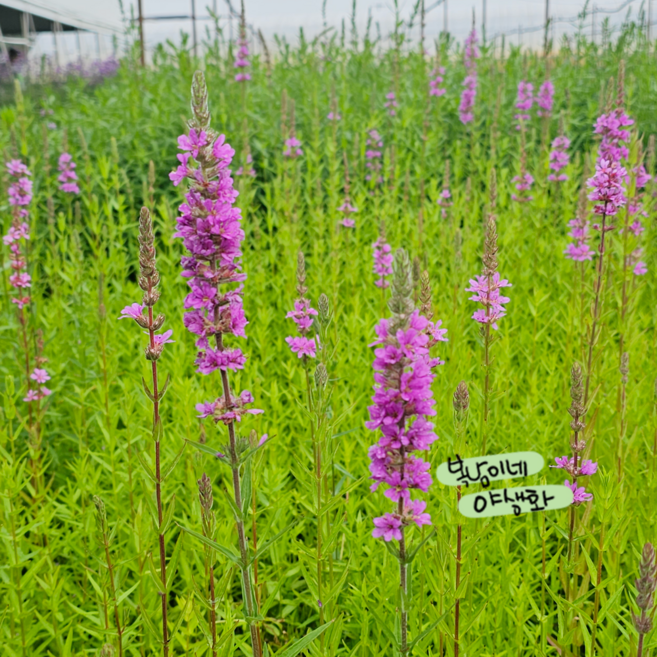 보라 부처꽃 [3포트 복남이네야생화 모종 토종식물 천굴채 리트룸 lythrum], 3개