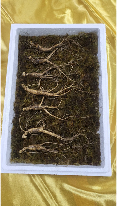 [진상품산삼] 8-9년근/생산자가 직접 판매하는 국내산 횡성 산양삼 8-9년근 중사이즈 20뿌리(장뇌삼/산삼), 7g, 20개