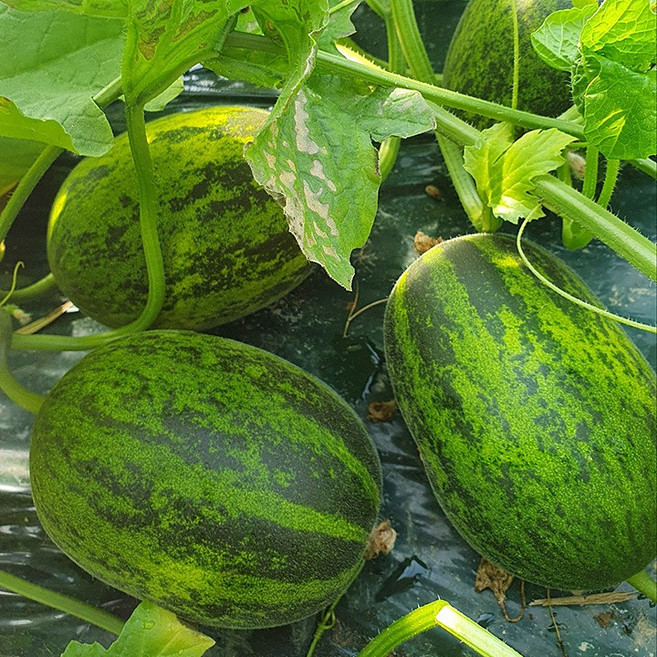 [오늘할인] 꿀당도선별 산지직송 국내산 파파야메론, 1박스, 1kg