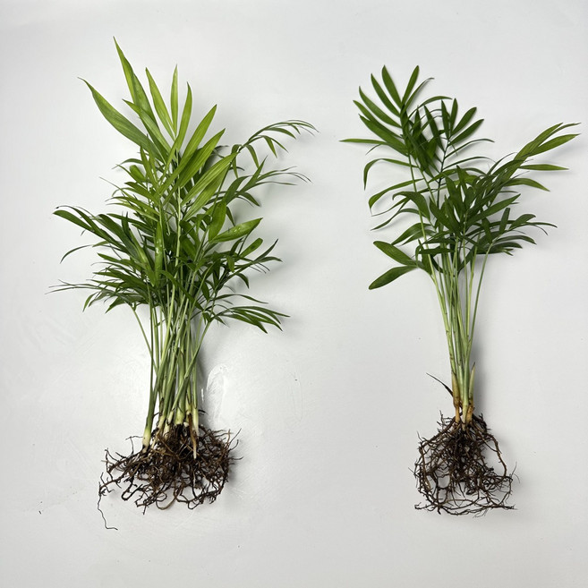 키우기 쉬운 수경재배식물 수경재배 개운죽 부레옥잠 마리모 수경식물 화분 영양제, 테이블야자, 1개