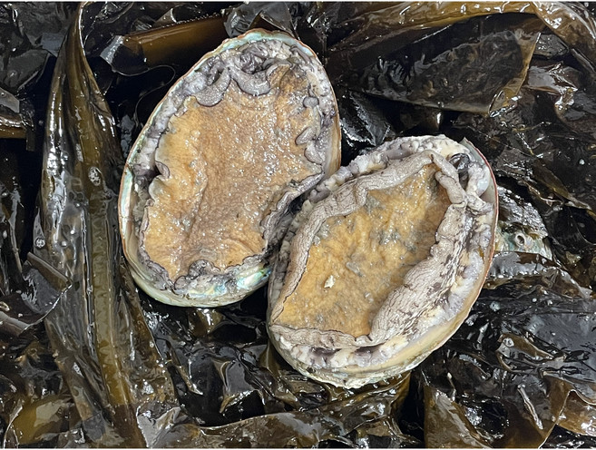 황제전복 1호 [특] 6미 - 8미, 배송일 지정 (도착날자) 요청사항기재, 1개