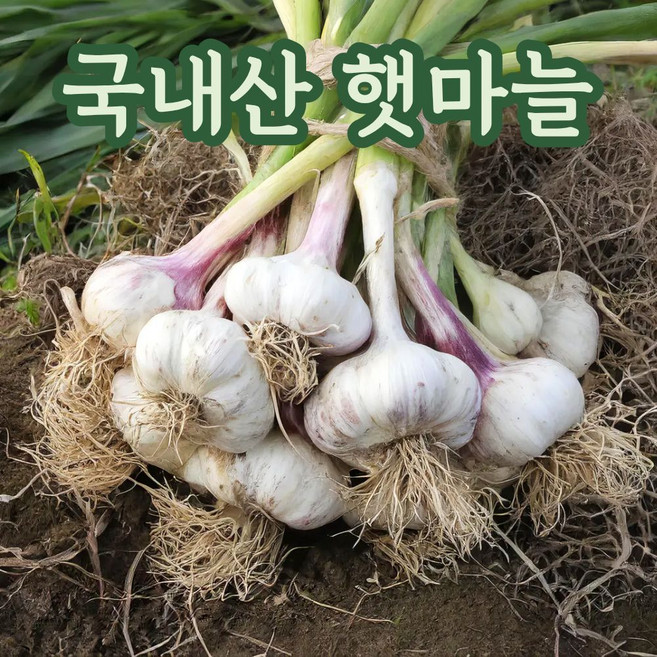 첫수확 국내산 창녕 고흥 의성 햇마늘 피마늘 장아찌용 마늘, 1박스, 통마늘 1kg