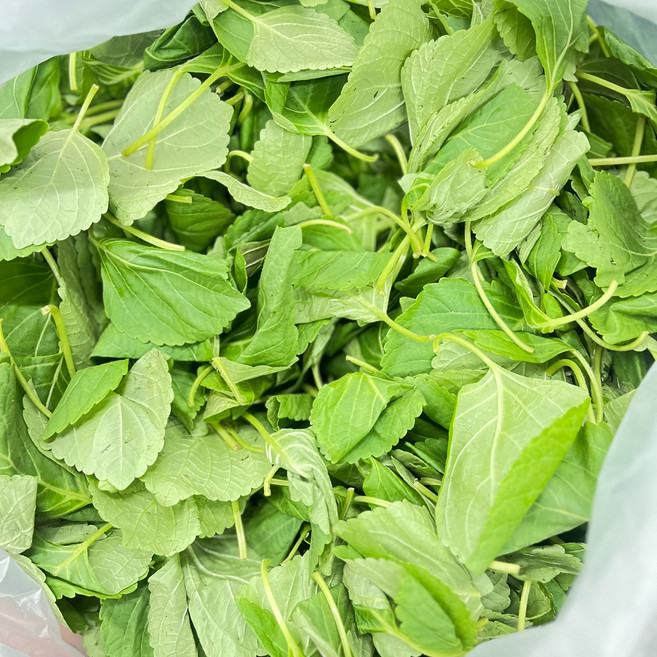 애초야 깻잎순 깻순 깨순 어린잎 산지직송 당일수확 제철 신선한 채소 국내산 4kg, (국내산) 깻잎순 4kg