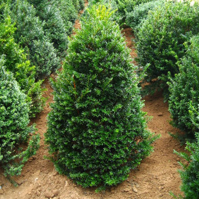 [충북농원] 주목 주목나무 분묘 - H0.6~1.0 분묘, 1개, H0.6/분