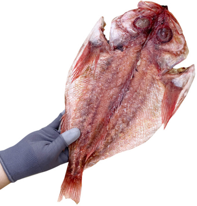 반건조볼락 손질 생선 열기 적어 20cm내외 빨간고기 장문볼락, 1세트, 300g내외3미(소)