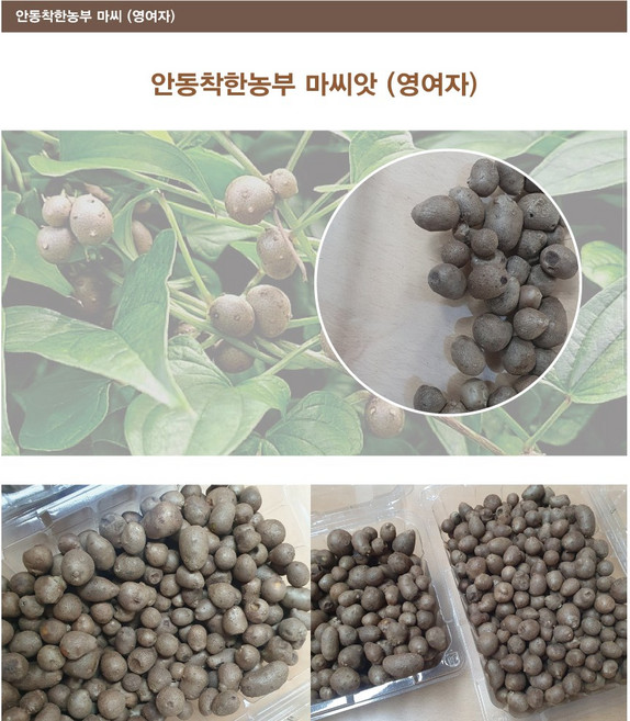 안동참마 알뜰 2 kg 적당크기 (25년 햇마), 1개, 참마 씨앗 영여자 알굵은것2kg