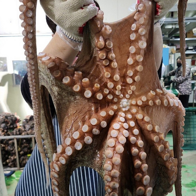 국내산 생물 대왕 돌문어 1마리 3kg내외 끝판왕 왕돌문어 제수용 선물용, 1세트, 연안 끝판왕문어 3kg