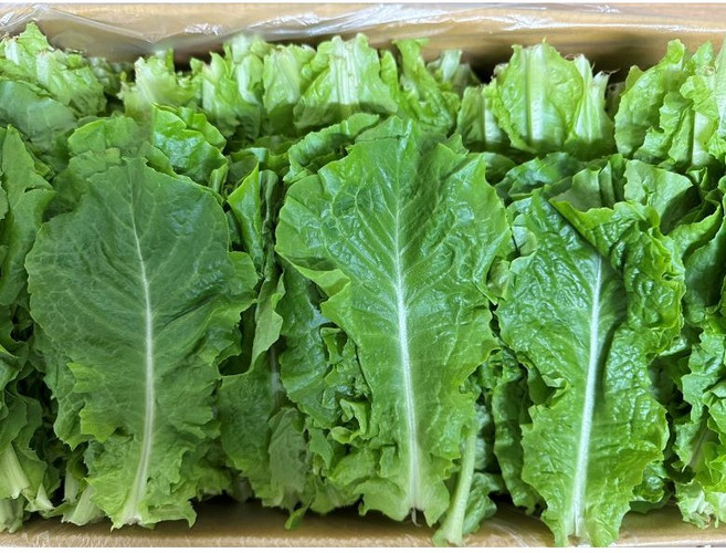 백광농장 국내산 청상추(특) 2kg, 1박스