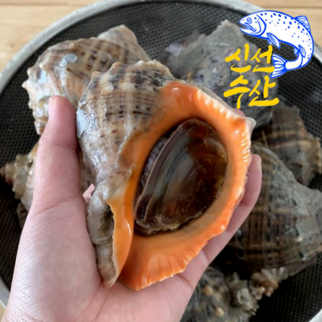 쫄깃하면서도 단단한 식감에 바다향 가득한 깊고 고소한 감칠맛의 고흥 참소라, 1박스, 고흥 참소라 1kg (3-6미)