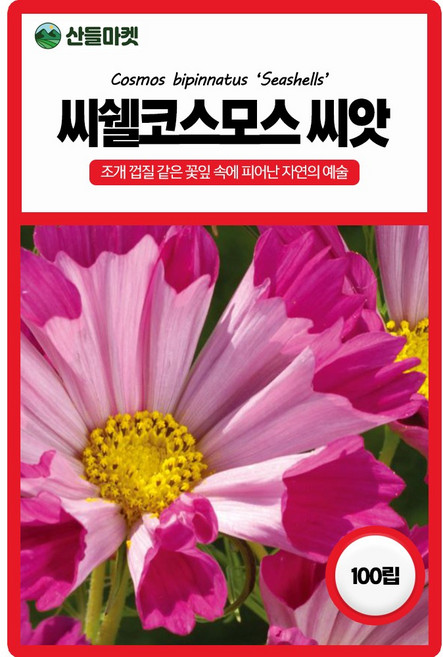 씨쉘코스모스 꽃씨앗 100립 조개 껍질 같은 일년생 꽃씨 종자, 1개