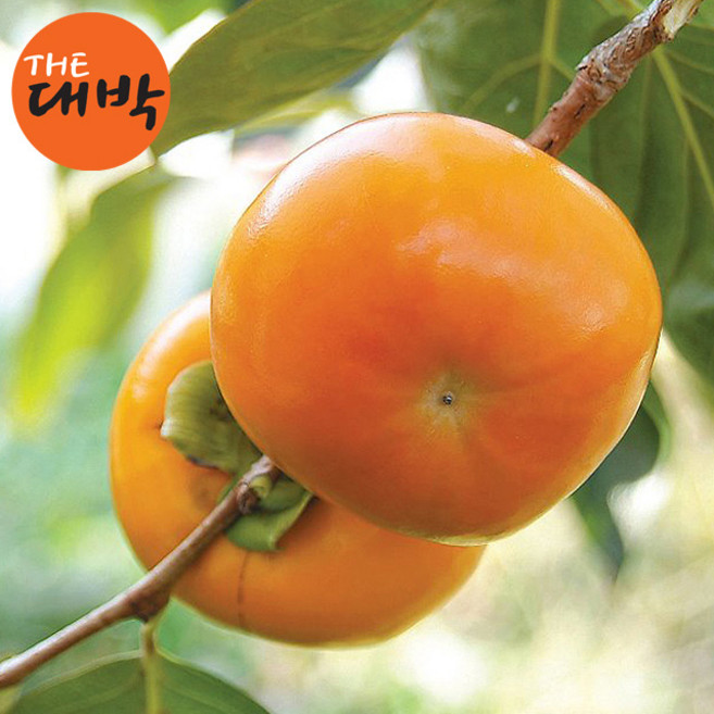 창원 진영 함안 단감 햇단감 부유단감, 1박스, 단감 5kg (35과 내외), 단감(중과/29과 내외)