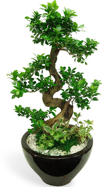 대형화분 개업화분 행운목 금전수 황금죽 축하화분 전국당일꽃배달, 1개, A-15 가지마루분재