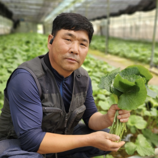 산지직송 국산 고추냉이 잎 생와사비 잎 쌈야채 500g 1kg, 1개