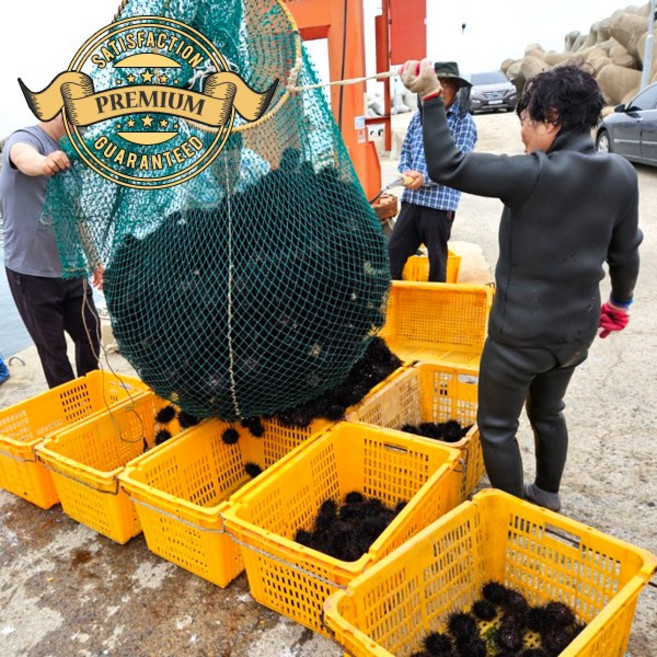 [프리미엄 자연산 성게알] 국내산 남해안 해녀가 잡은 자연산 성게알 보라성게알 말똥성게알 신선도 보장 채취 배송, 1개, 프리미엄 500g 목판 포장