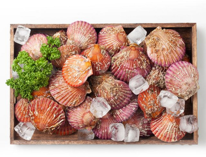 남해촌놈들 국내산 홍가리비, 1개, 2kg