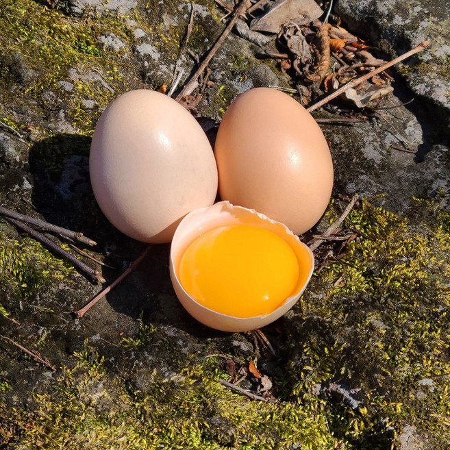 [난각번호 2번] 제주 무항생제 구엄닭 토종유정란, 2개, 10구