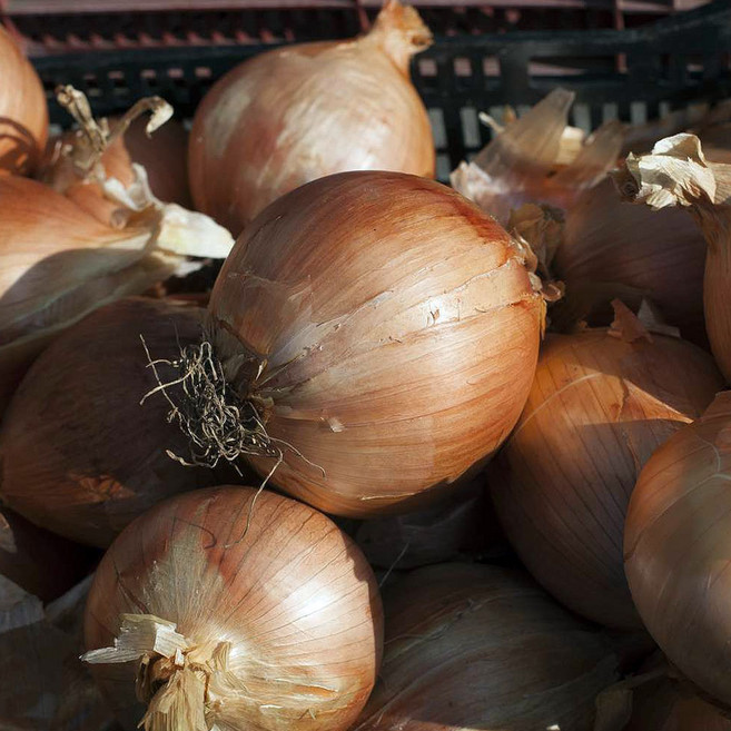 무안 고령 햇 양파 생양파 햇양파 피양파 저장양파 무안양파 조생양파 만생종양파, 1개, 5kg 대