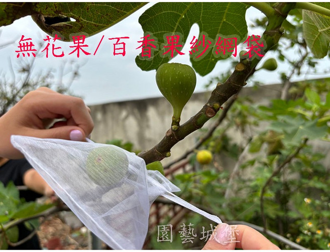 園藝城 束口紗網袋 適用百香果草莓防蟲 雙拉繩設計, 1個, 30*40cm,50入
