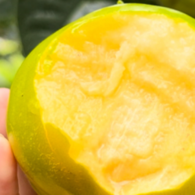 [오늘특가] 100박스한정 고당도선별 태추단감, 1박스, 5kg